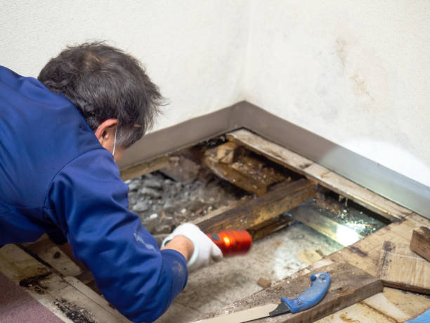 Best Mold Damage Repair  in Lucas, TX