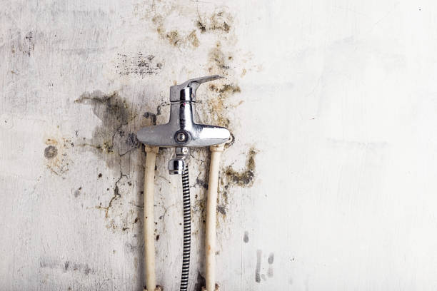 Best Fast Mold Removal  in Lucas, TX