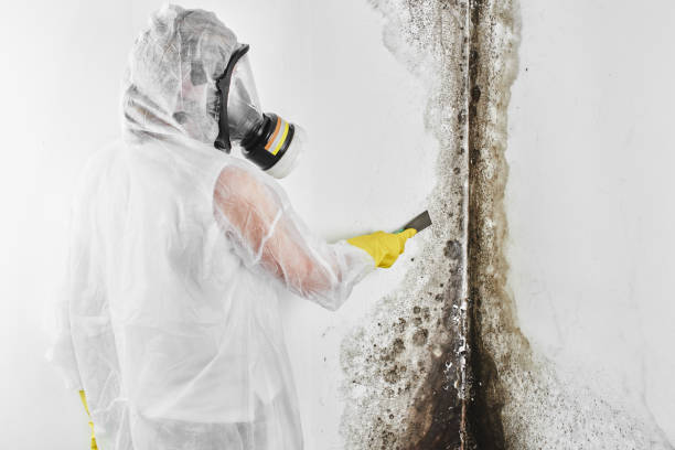 Best Office Mold Removal Services  in Lucas, TX