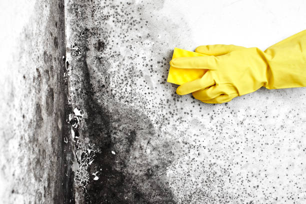 Best Home Mold Removal  in Lucas, TX