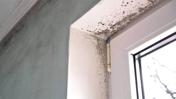 Best Professional Mold Removal  in Lucas, TX