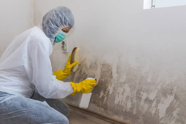 Best Fast Mold Removal  in Lucas, TX