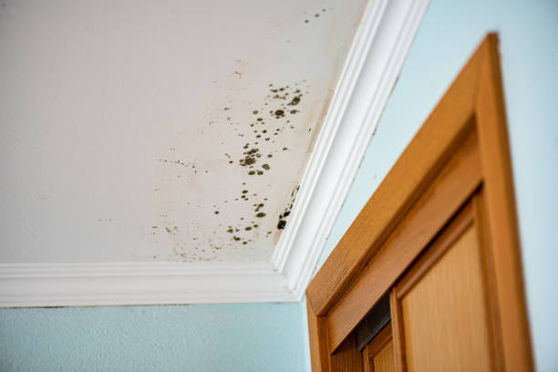 Best Best Mold Removal Companies  in Lucas, TX