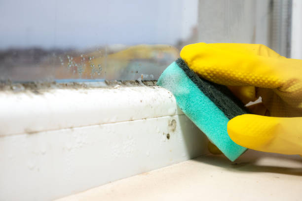 Best Mold Damage Repair  in Lucas, TX