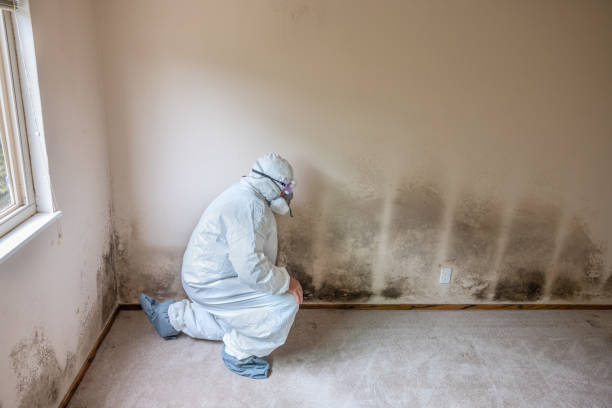 Best Office Mold Removal Services  in Lucas, TX
