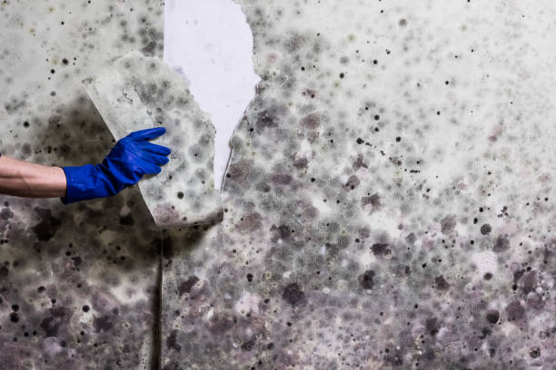 Best Mold Testing  in Lucas, TX