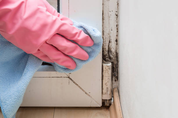 Mold Testing and Removal in Lucas, TX