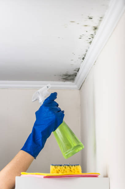 Best Mold Testing and Removal  in Lucas, TX