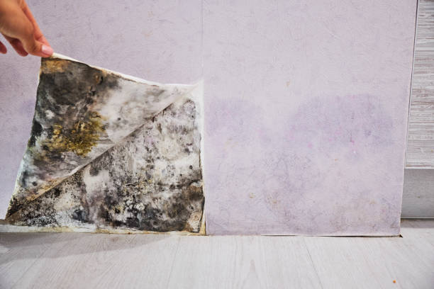 Best Mold Cleaning Services  in Lucas, TX